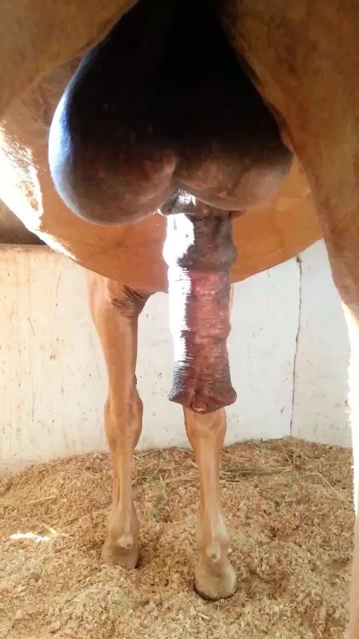 Majestic horse stroking himself