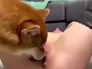 Animal licking pussy