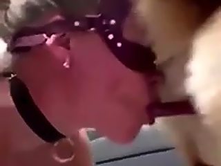 Animal licking pussy